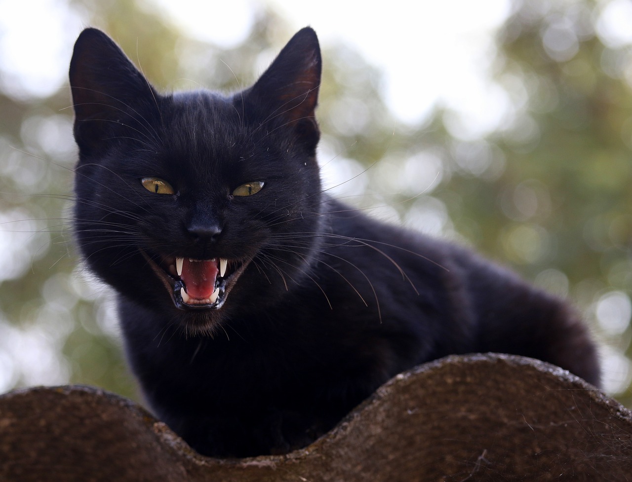 Giải mã giấc mơ nằm mơ thấy mèo đen - Nằm mơ thấy mèo đen có ý nghĩa gì?